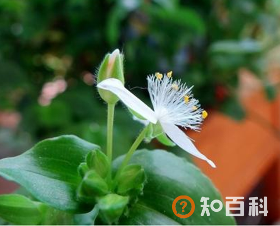 绿萝花茶的功效和作用