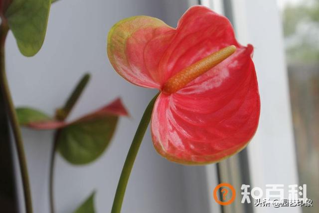 红掌的风水寓意,听说红掌有毒，能放在室内吗？