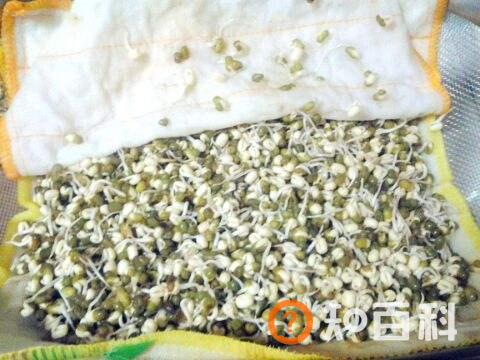 绿豆芽生长过程图片,绿豆芽怎么发芽最快又好？