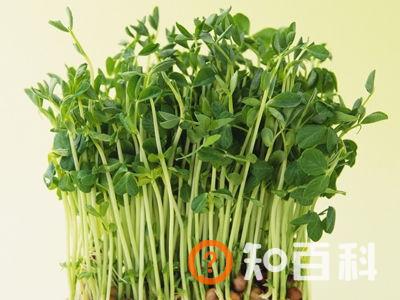 绿豆芽生长过程图片,绿豆芽怎么发芽最快又好？