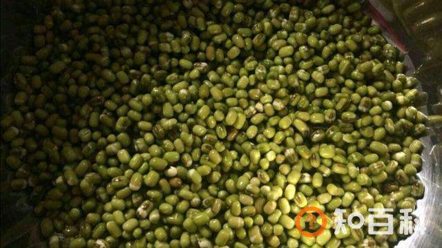 绿豆芽生长过程图片,绿豆芽怎么发芽最快又好？
