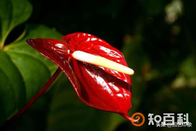 红掌的风水寓意,听说红掌有毒，能放在室内吗？