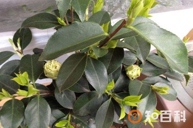 茶花不长叶子怎么办？茶花不发新芽怎么办？