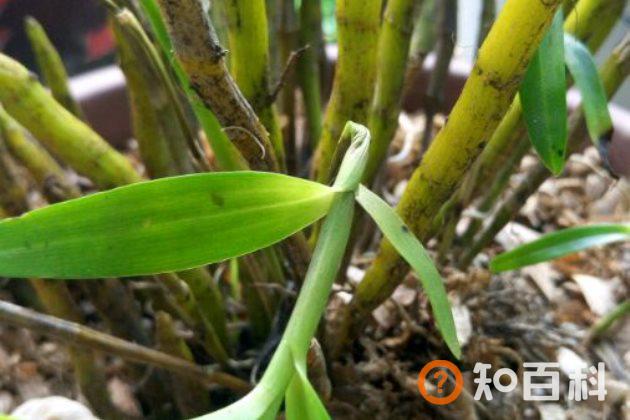 石斛茎、叶子干枯、发白的原因以及处理方法