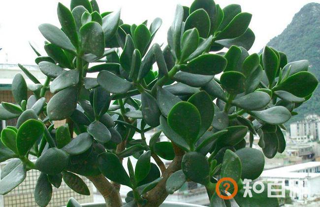 燕子掌有毒吗？燕子掌能放在室内养吗？燕子掌可以放卧室吗？