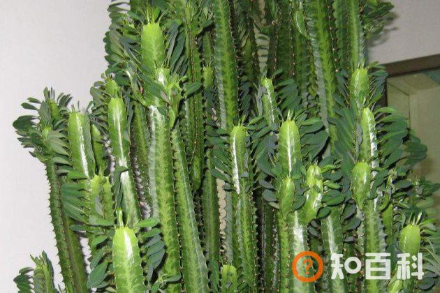 有毒的多肉植物有哪些？汁液有毒的多肉植物大盘点