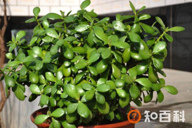 有毒的多肉植物有哪些？汁液有毒的多肉植物大盘点