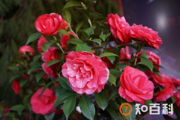 茶花不长叶子怎么办？茶花不发新芽怎么办？
