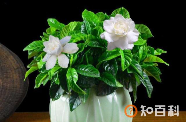 栀子花怎么养