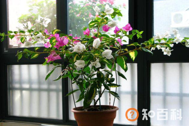 三角梅不开花是什么原因？三角梅不开花怎么办？