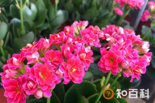 长寿花只长叶子不开花怎么办？
