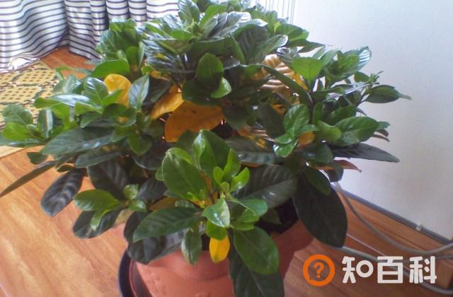 南方的栀子花在北方怎么养