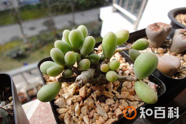 有毒的多肉植物有哪些？汁液有毒的多肉植物大盘点