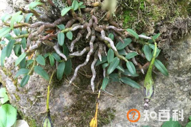石斛茎、叶子干枯、发白的原因以及处理方法