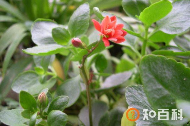 长寿花只长叶子不开花怎么办？