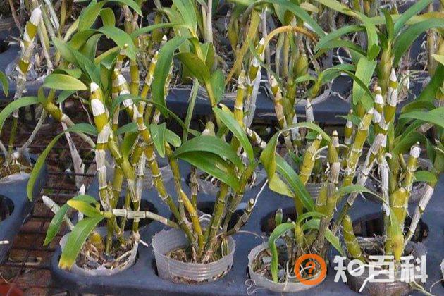 石斛茎、叶子干枯、发白的原因以及处理方法