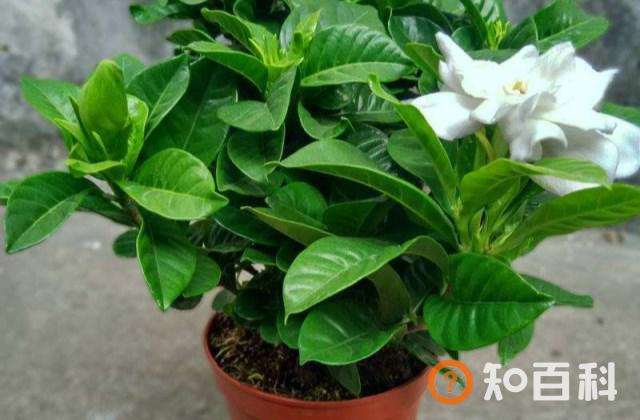 栀子花怎么养