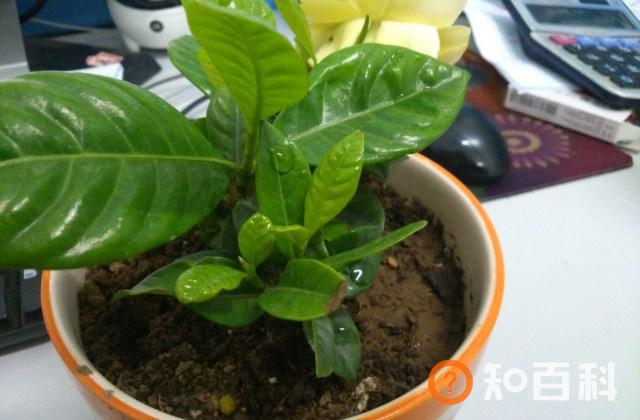 南方的栀子花在北方怎么养