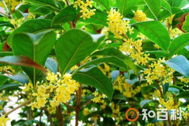 桂花叶子尖开始枯黄怎么办