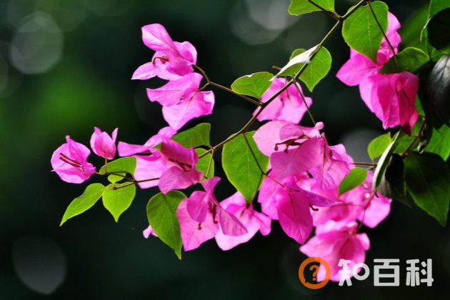 三角梅不开花是什么原因？三角梅不开花怎么办？