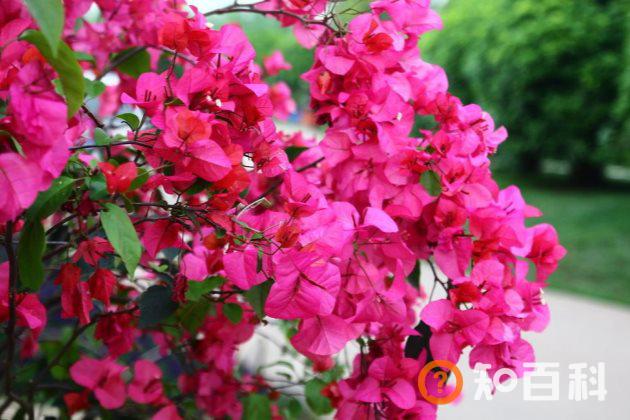 三角梅不开花是什么原因？三角梅不开花怎么办？