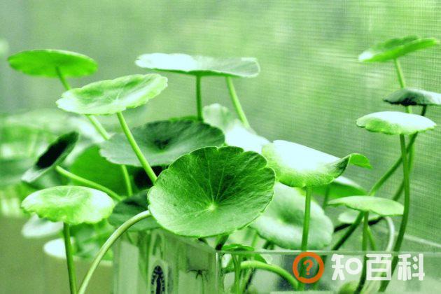 铜钱草有毒吗？铜钱草适合放卧室内养吗？有什么作用与功效