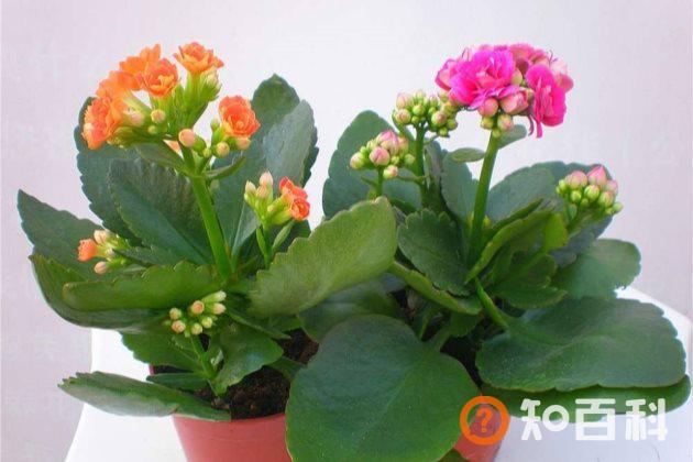 长寿花只长叶子不开花怎么办？