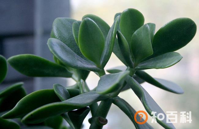 燕子掌有毒吗？燕子掌能放在室内养吗？燕子掌可以放卧室吗？