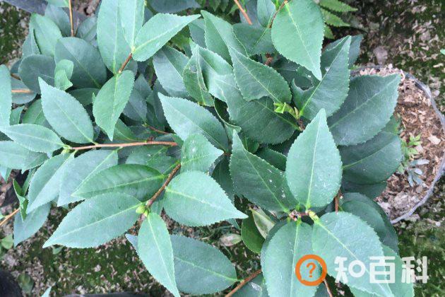 茶花不长叶子怎么办？茶花不发新芽怎么办？