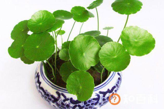 铜钱草有毒吗？铜钱草适合放卧室内养吗？有什么作用与功效
