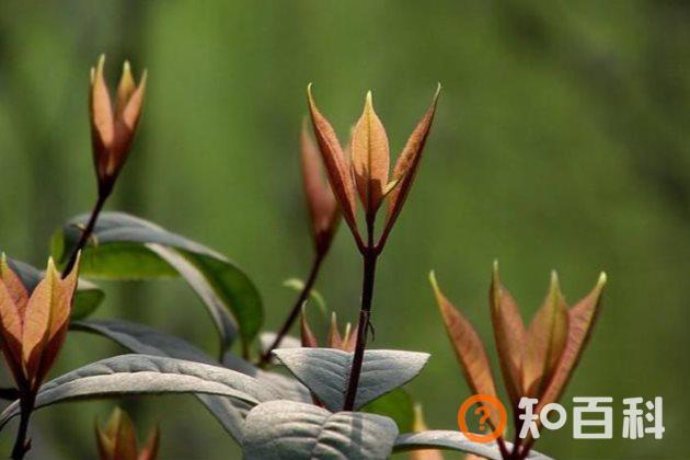 茶花不长叶子怎么办？茶花不发新芽怎么办？
