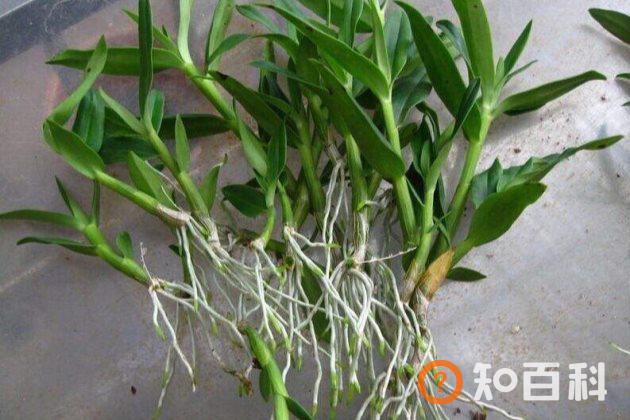 石斛茎、叶子干枯、发白的原因以及处理方法