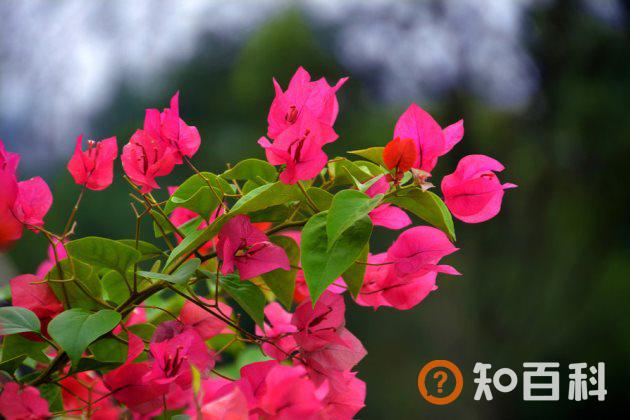 三角梅不开花是什么原因？三角梅不开花怎么办？