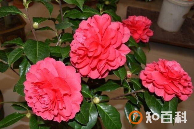 茶花不长叶子怎么办？茶花不发新芽怎么办？