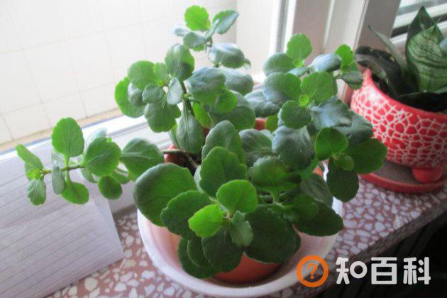 长寿花只长叶子不开花怎么办？