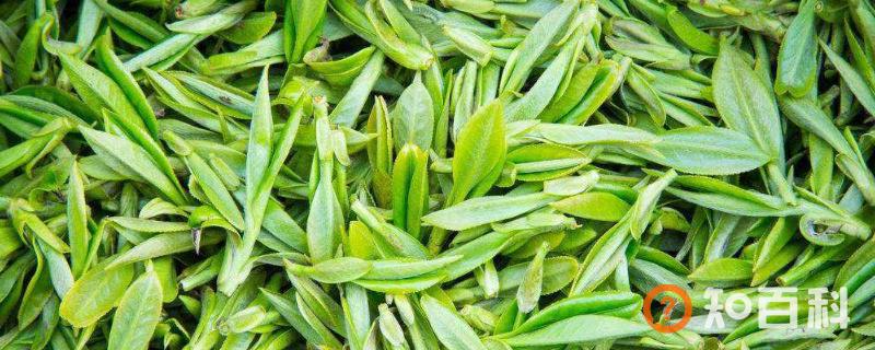 茶叶为什么提神