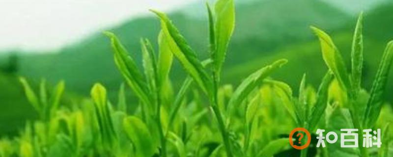 什么地方的茶叶含有硒