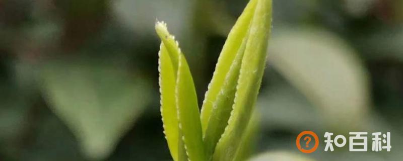 茶叶氨基酸的作用是什么