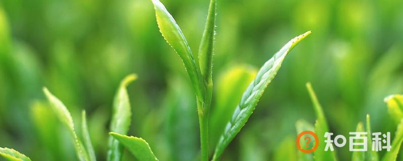 茶叶最好的季节是什么时候