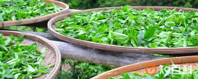 新旧茶叶有什么区别