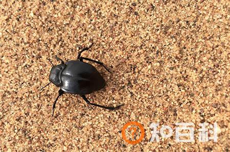 吻痕怎么快速消除最好方法 4招帮你摆脱尴尬