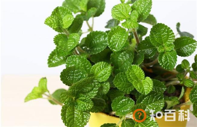 吸毒草有毒吗？吸毒草可以放在卧室吗？