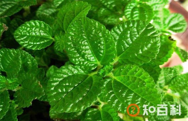 吸毒草有毒吗？吸毒草可以放在卧室吗？