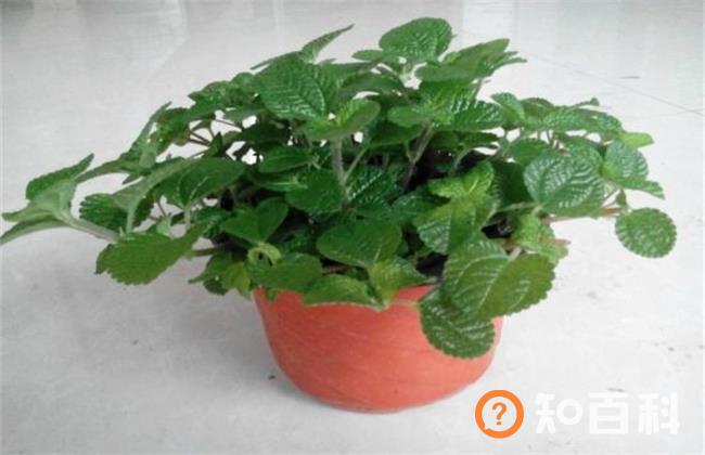 吸毒草有毒吗？吸毒草可以放在卧室吗？