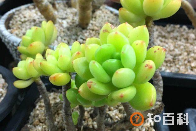 夏天不能养的多肉植物有哪些？不适合夏季养殖的多肉植物介绍