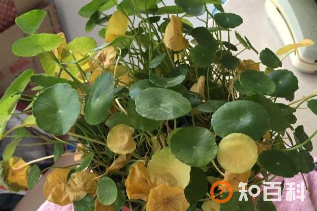 铜钱草叶子发黄干枯是什么原因