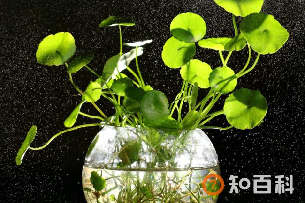 铜钱草叶子发黄干枯是什么原因