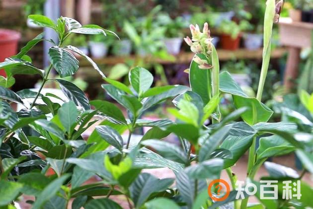 栀子花卷叶怎么回事 栀子花卷叶子怎么办