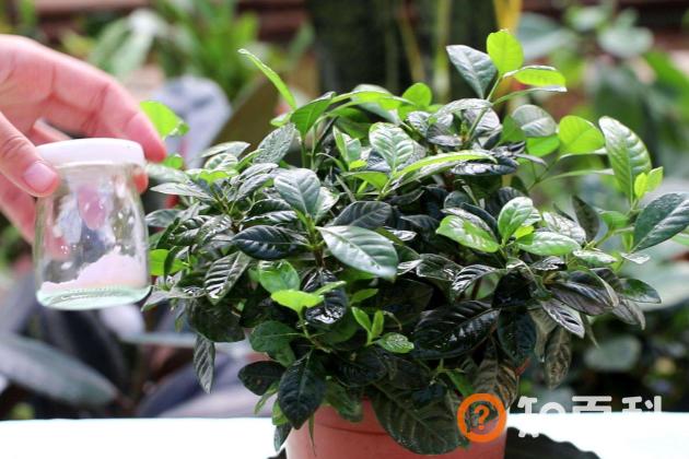 栀子花卷叶怎么回事 栀子花卷叶子怎么办