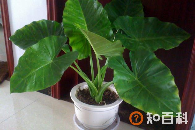 滴水观音叶子发黄是什么原因